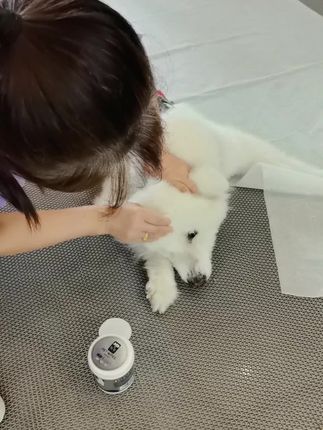 #宠物眼部湿巾 我家狗狗每天都是很多眼屎。假如你家狗狗跟我家狗狗一样,也是每天很多眼屎。那么一定要备上这款宠物眼部护理湿巾#毛孩子的日常