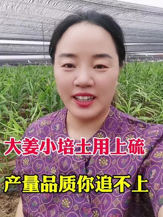 大姜小培土用上硫,产量品质你追不上#大姜种植 #生姜种植 #种姜技术 #硫肥 #黄金硫