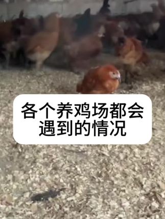 #养鸡人#科学养鸡#散养土鸡#三农流量扶持计划 #养殖