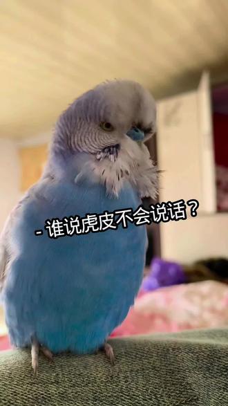 教虎皮鹦鹉说话,手养虎皮,记录可爱的小动物#宠物知识 #养宠知识 #宠物冷知识 #我的萌宠