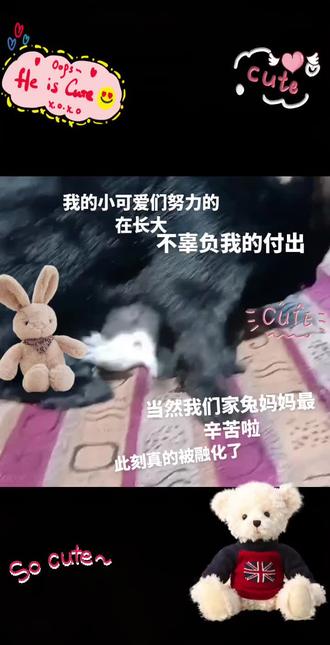 #兔子 #家宠 又是被🫠融化的一天