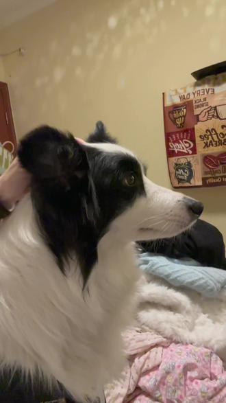 沉浸式安抚被鞭炮吓哭的边牧
#边牧 #狗鞭炮 #怕鞭炮的狗 #哄狗狗