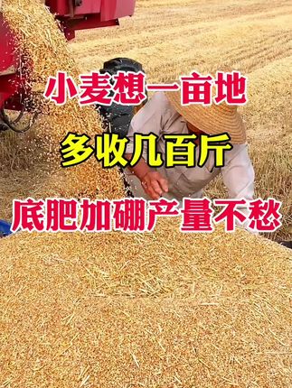 小麦想亩地,多收几百斤,沟底加硼产量不愁#小麦种植 #小麦增产 #颗粒硼 #颗粒硼肥