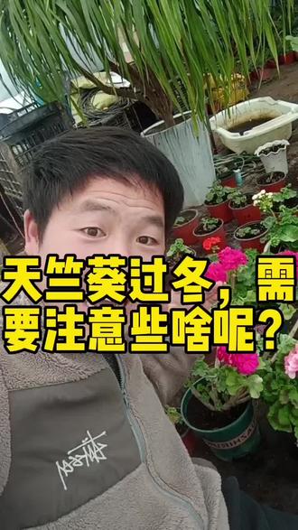 爱养花的朋友,咱们心爱的花过冬时,需要注重什么呢?#家庭养花#养花人 #爱生活爱养花#天竺葵#谦谦花园