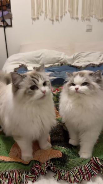 当我同时养了一只浓猫和一只淡猫是一种什么样的体验#萌宠日常记录 #萌宠 #萌宠出道计划 #宠物vlog #猫咪