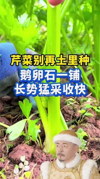 芹菜别再土里种!鹅卵石一铺,长势猛、采收快
#芹菜种植 #懒人种菜 #阳台种菜 #高产种菜技巧