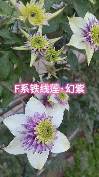 F系铁线莲·幻紫