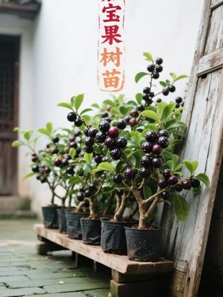 #嘉宝果树 #树葡萄嘉宝果 #新农人计划2022 #好看的花一定分享给你 #硕果累累@抖音小助手 @抖音创作小助手 @DOU+上热门