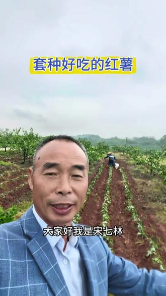 又栽树两个新品种红薯,西瓜红,烟薯25,都是比较好吃的品种#新农人#红薯 #真实生活记录