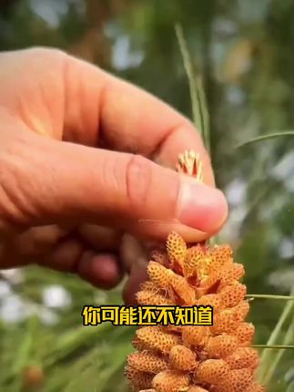 你可能还不知道,就是马尾松开的这个花,它的花粉集合了松树上的所有精华!#松花粉 #好物推荐🔥 #好物分享🔥