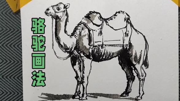 骆驼速写绘画步骤#速写#绘画#手绘#画画