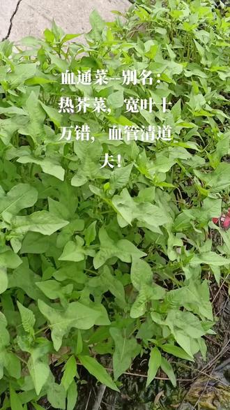 #血通菜--别名:热芥菜,宽叶十万错,血管清道夫!