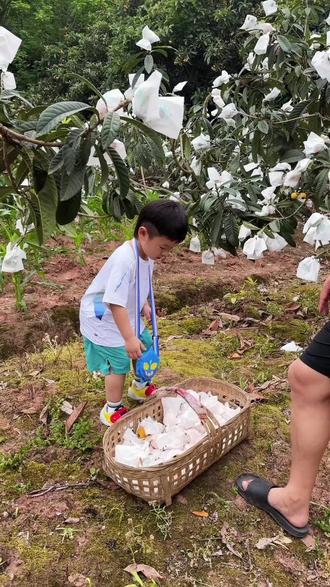 枇杷创意美术#创意美术 #枇杷创意画