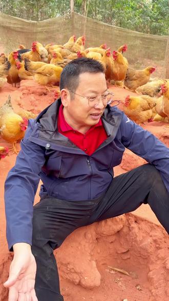 真正林地散养,寸草不生。#三农 #养鸡人 #跑山鸡 #散养鸡 #新农人计划