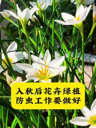 入秋后花卉绿植防虫工作要好#花卉绿植#室内外绿植 #百虫清