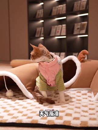 游戏➕保暖,冬季毛孩子的小天地!#猫窝 #冬季猫窝 #猫咪窝