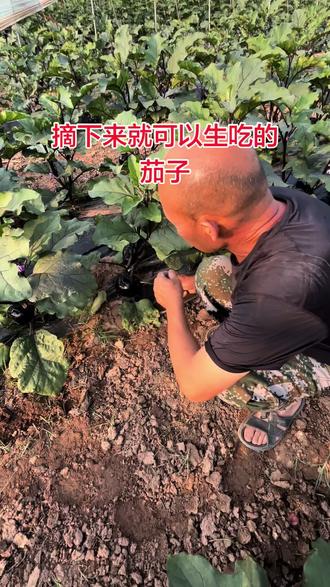 #圆茄 #紫光圆茄 #现摘现发新鲜到家 摘下来都可以直接生吃的紫光圆茄