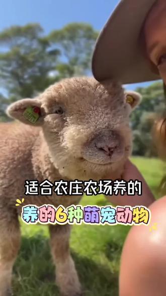 适合农庄农场养的6种萌宠动物,第一种:设特兰小矮马,设特兰矮马它们是专为儿童设计的理想骑乘马,肩高通常在70-90cm左右,3岁以上的孩子都能安全地骑乘和互动,是亲子乐园的必备项目。是天生的“社交达人”,能为你的农庄带来直接的经济效益,第二种:柯尔鸭,柯尔鸭因其可爱的外表和互动性,是天然的“网红”,能有效吸引特定客群,柯尔鸭的呆萌形象非常适合拍照,能轻松在社交媒体上获得高曝光,为农庄带来自然流量,第三种:羊驼,羊驼能近距离接触、喂养甚至“遛”羊驼,都能极大地提升游客的体验感和参与感,让农庄在众多选择中脱颖而出。第四种:俾格米侏儒羊,俾格米侏儒羊成年肩高仅二三十公分,体重约20斤左右,性格温顺,不吵不闹,所需空间都远小于普通羊,非常适合农庄的环境。第五种:亲人梅花鹿,亲人梅花鹿可以成为农庄的“明星”,带动其他业态。比如可以围绕梅花鹿打造主题餐厅、文创店,售卖鹿血酒、鹿茸摆件等特色产品,实现二次消费,第六种:加州荷兰猪,加州荷兰猪,胖乎乎、圆滚滚的荷兰猪,自带一种治愈的萌感,是绝佳的拍照道具。无论是给它们拍照,还是和它们合影,都非常出片,能吸引大量家庭游客前来打卡,为农场带来自然流量#农庄萌宠 #萌宠动物养殖 #乡村小动物 #萌宠乐园萌宠 #热门萌宠
