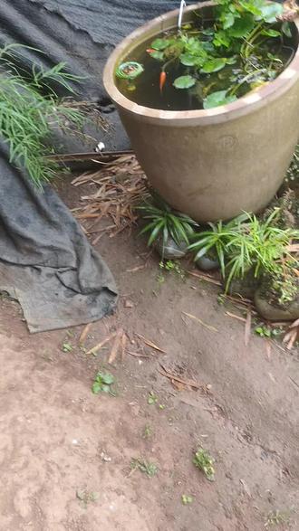 看我养的小鱼长那么大了,……