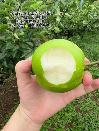 来自安徽砀山的翠冠梨,个头饱满,吃起来脆甜无渣,喜欢吃梨的姐妹快冲!#夏天的味道 #水果 #翠冠梨 #口感非常好 #应季水果
