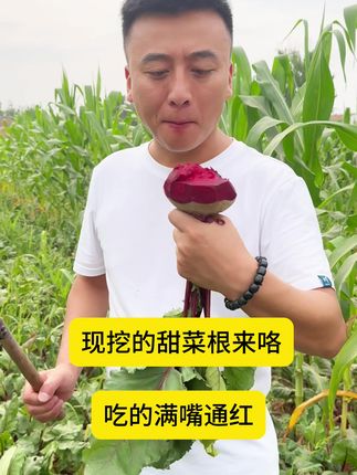 现挖的甜菜根,不打除草剂,人工除草#优质农产品 #三农 #新鲜采摘 #抖音新农人
