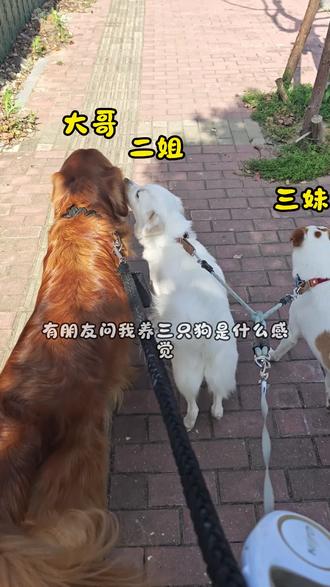 养三只狗是什么感觉? #小福成长记 #多宠家庭 #三狗组合