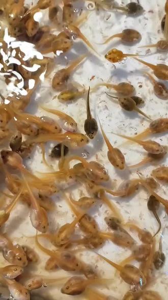 #角蛙繁殖 #角蛙日常 #南美角蛙 这是1月28号发的那批小蝌蚪,十天过去了,已经长这么大了,慢慢生长稳稳生长#角蛙