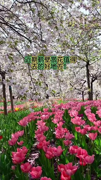 鹤壁樱花5大神机位!
华夏南路、天赉水街、刘庄樱花树林、紫荆巷、樱花园,
从大道到秘境,一键收藏,春天拍爆内存!
#鹤壁樱花 #刘庄樱花树林 #鹤壁拍照打卡