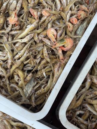 烤鱼油光鱼,新鲜不咸