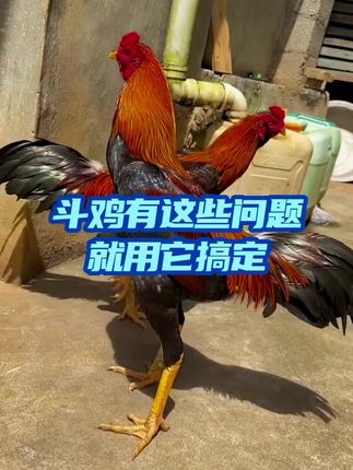 #斗鸡文化 #斗鸡爱好者 #斗鸡养殖 #高质量斗鸡