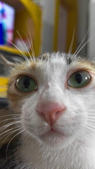 你愿意这样做吗? #怼脸猫咪表情包 #搞笑#抽象
