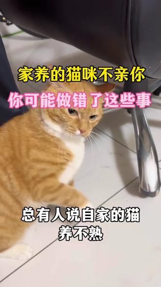 家里猫咪养不熟,可能是你做错了这些事!##猫#猫咪#新手养猫 #养猫人#养猫经验分享