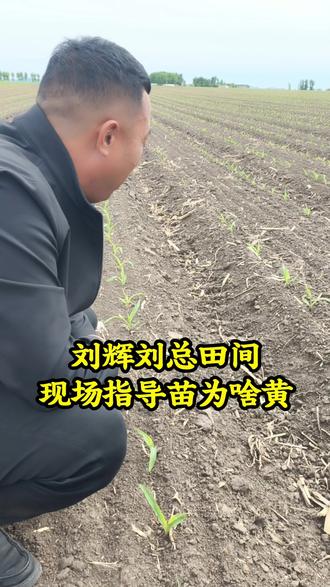 #玉米苗期发黄#玉米苗期管理@,大虫儿,刘辉