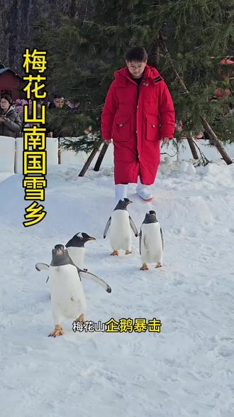 #梅花山 #梅花山南国雪乡 #企鹅 在梅花山南国雪乡可以看企鹅了