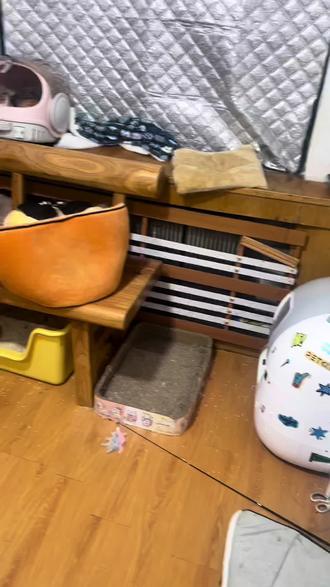 我离开的80个小时,27只猫猫们都把自己照顾的很好!#猫猫们 #过年留守猫 #过年留守猫咪 #流浪猫 #好多猫