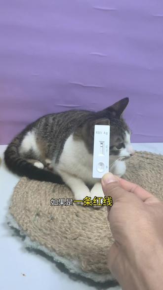 给抓了我手的猫猫测了一下,竟然……#狂犬疫苗 #狂犬病 #猫咪 #养猫经验分享 #狂犬病毒检测卡
