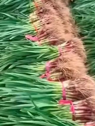 原来用种子种蒜苗也这么简单#蒜苗种子#种蒜苗蒜苗