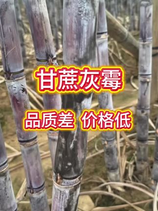#甘蔗种植 #霉烟病 #甘蔗病虫害防治 #三农#增产增收才是硬道理
