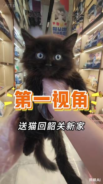 第一视角给韶关客户粉丝护理宋猫#真实生活分享计划 #vlog十亿流量扶持计划 #十亿流量扶持计划 #猫咪