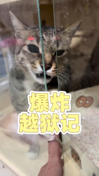 因为爆炸吐了绿色液体还有泡沫,网上查了后,开始禁食五小时,没有再呕吐,就给她喂了罐头和温水,趁着他吃的时候把猫砂盆放进去,这一放门就坏了,右边的门关不上,以为用猫砂能堵住,刚坐下就看到爆炸手一勾,差点就出来,于是上演极限推拉。。。#萌宠 #猫猫 #新手养宠 #宠物猫 #萌宠出道计划