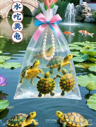 深水黄耳吃粪龟🐢🐢  #龟龟🐢 #鱼缸里的大自然 #乌龟 #养龟日常 #养龟人 @DOU+上热门 @抖加🔥上热门🔥dou+🔥热点宝