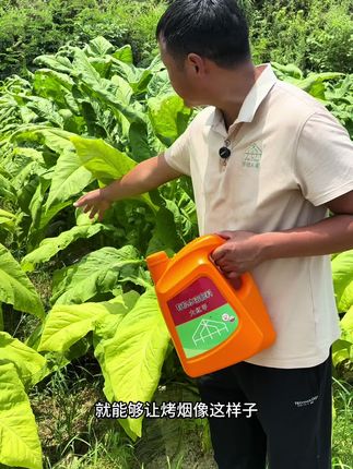 烤烟不落黄,就用大红甲来帮忙… #大红甲@抖音小助手 #烤烟种植技术与管理 #三农流量扶持计划 #分享农业知识帮农民增产增收 #烤烟落黄提质增产就用大红甲 @DOU+小助手