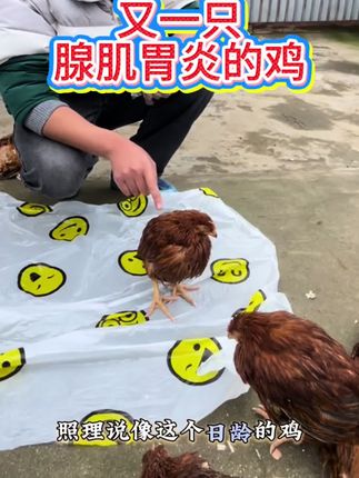 #鸡嗉囊肿大 #鸡病防治#鸡鸭鹅养殖#散养土鸡#三农
