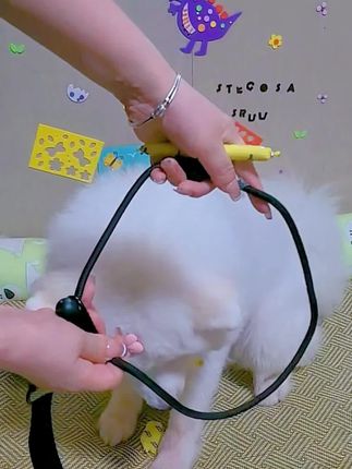 天热套上这种双把手可长可短的p绳,遛弯确实很方便,人多时用短绳,遛弯时用长绳 #p绳#牵引绳 #防爆冲牵引绳 #遛狗牵绳 ,#日常遛狗
