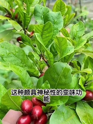 神秘果树苗珍贵植物吃了神秘果再吃别的都会变成甜的神奇#抖音助农扶农 #快来一起尝个鲜 神秘果树苗现挖现发