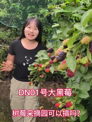DN01号双季大黑莓#树莓采摘园#三农流量扶持计划 #苗木基地