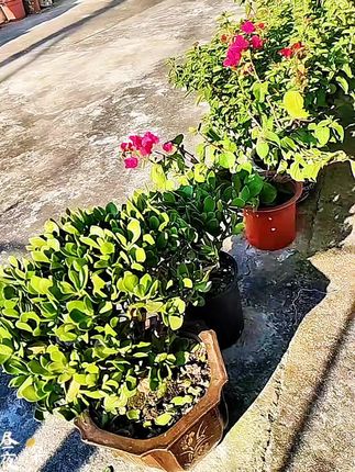 #显瘦连衣裙 #减龄连衣裙 #简约穿搭 @DOU+上热门