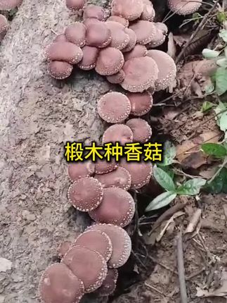 #椴木香菇 #食用菌栽培#大山里的味道 #三农 #在家种蘑菇