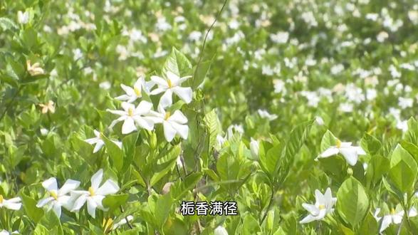 🌸那年栀子落满径,阿婆说这香能绕着时光走~你信不?