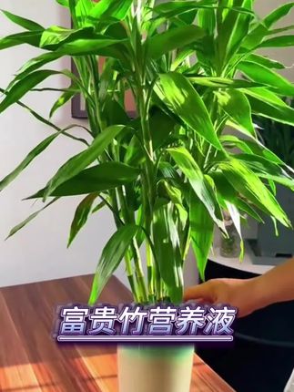 富贵竹爱吃啥你知道吗?可别浇浇自来水就可以了,没多久枯叶掉也给你看#富贵竹 #富贵竹怎么养 #富贵竹黄叶 #富贵竹怎样快速生根
